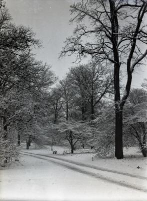 Forest Road in winter, probably near Buckeye Collection