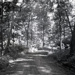 Forest Road curving to right through wooded area