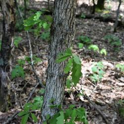 Quercus alba (White Oak), bark, young