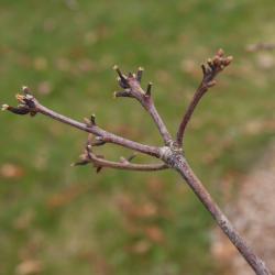 Quercus alba (White Oak), bark, twig