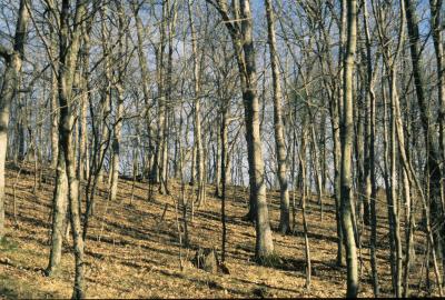 Quercus alba (White Oak), habitat