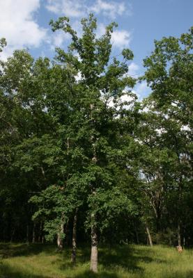Quercus alba (White Oak), habit, summer
