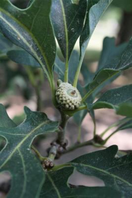 Quercus alba (White Oak), fruit, immature