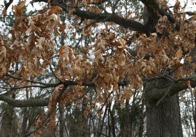 Quercus alba (White Oak), habit, spring