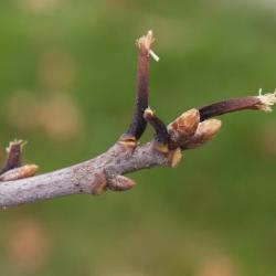 Quercus alba (White Oak), bud, terminal