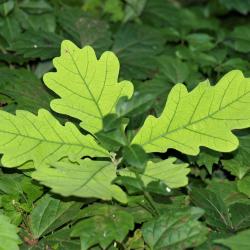 Quercus alba (White Oak), leaf, chlorotic