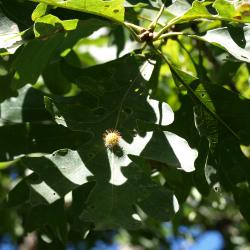 Quercus alba (White Oak), leaf, gall