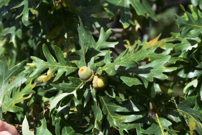 Quercus alba (White Oak), fruit, immature