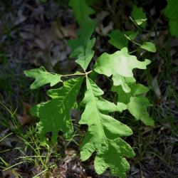 Quercus alba (White Oak), habit, young