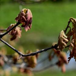 Quercus alba (White Oak), leaf, new