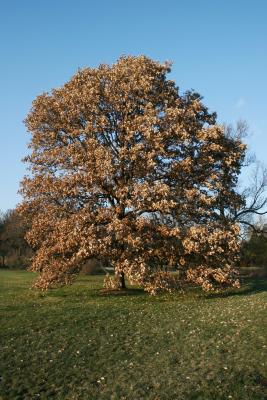Quercus bicolor (Swamp White Oak), habit, fall