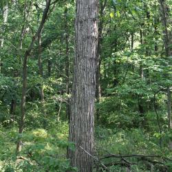 Quercus bicolor (Swamp White Oak), habitat
