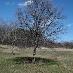 Quercus bicolor (Swamp White Oak), habit, winter