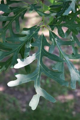 Quercus alba (White Oak), leaf, upper surface