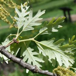 Quercus alba (White Oak), leaf, lower surface