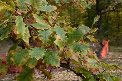 Quercus bicolor (Swamp White Oak), leaf, fall
