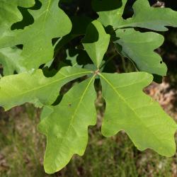 Quercus alba (White Oak), leaf, young