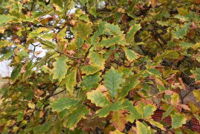 Quercus bicolor (Swamp White Oak), leaf, fall
