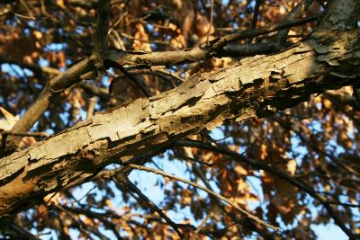Quercus bicolor (Swamp White Oak), bark, branch