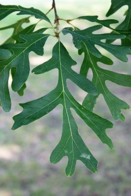 Quercus alba (White Oak), leaf, upper surface