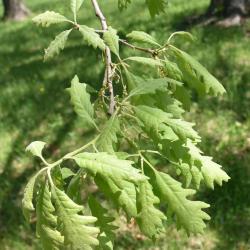 Quercus alba (White Oak), leaf, new