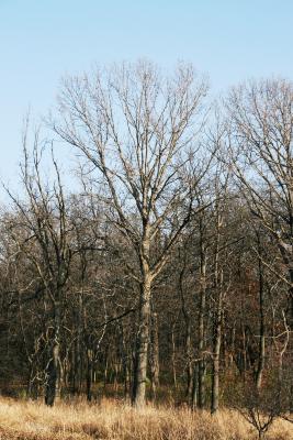 Quercus bicolor (Swamp White Oak), habit, winter
