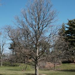 Quercus bicolor (Swamp White Oak), habit, spring