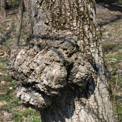 Quercus alba (White Oak), trunk, burl