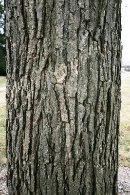 Quercus bicolor (Swamp White Oak), bark, mature