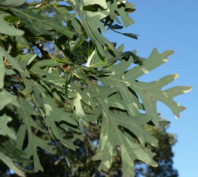 Quercus alba (White Oak), leaf, lower surface