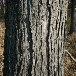 Quercus bicolor (Swamp White Oak), bark, mature