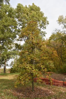 Quercus bicolor (Swamp White Oak), habit, fall