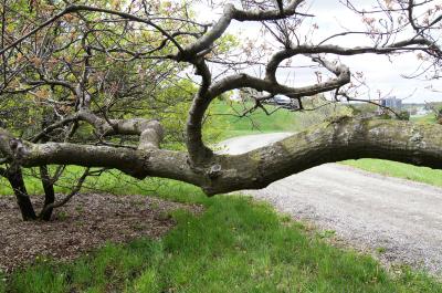 Quercus buckleyi (Buckley's Oak), bark, mature
