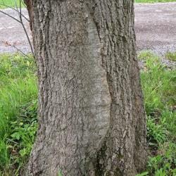Quercus buckleyi (Buckley's Oak), bark, trunk