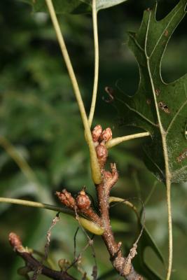 Quercus ellipsoidalis (Hill's Oak), bud, lateral
