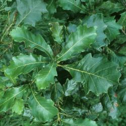 Quercus bicolor (Swamp White Oak), leaf, summer