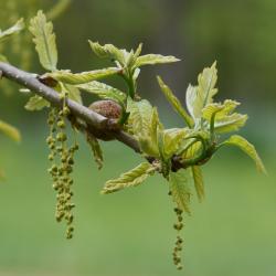 Quercus bicolor (Swamp White Oak), leaf, new