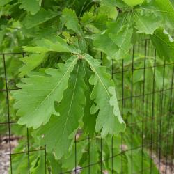Quercus dentata (Daimyo Oak), leaf, spring