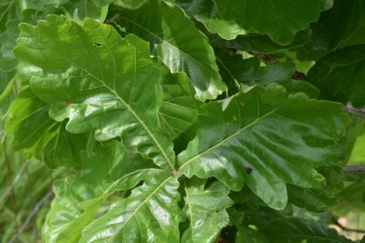 Quercus dentata 'Carl Ferris Miller' (Carl Ferris Miller Daimyo Oak), leaf, upper surface
