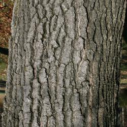 Quercus ellipsoidalis (Hill's Oak), bark, mature