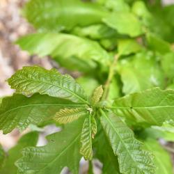 Quercus dentata (Daimyo Oak), leaf, new