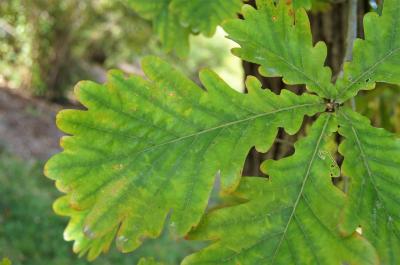 Quercus dentata (Daimyo Oak), leaf, upper surface