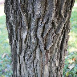 Quercus dentata (Daimyo Oak), bark, mature