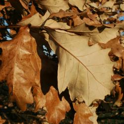 Quercus bicolor (Swamp White Oak), leaf, winter