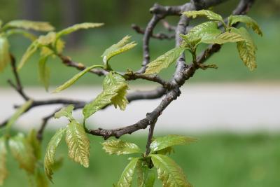Quercus bicolor (Swamp White Oak), leaf, spring
