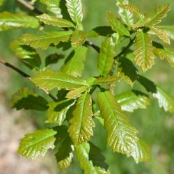 Quercus dentata (Daimyo Oak), leaf, spring