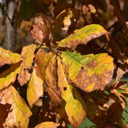 Quercus dentata (Daimyo Oak), leaf, fall