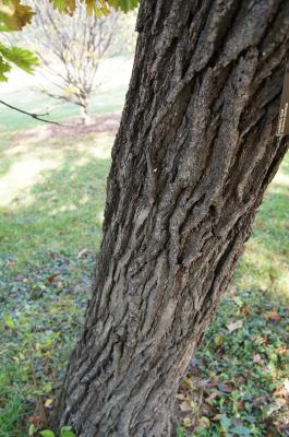 Quercus dentata (Daimyo Oak), bark, trunk
