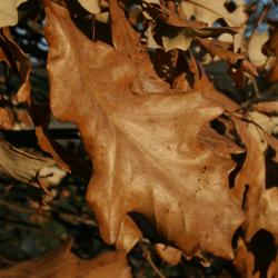 Quercus bicolor (Swamp White Oak), leaf, winter