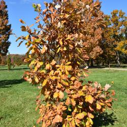 Quercus dentata (Daimyo Oak), habit, fall